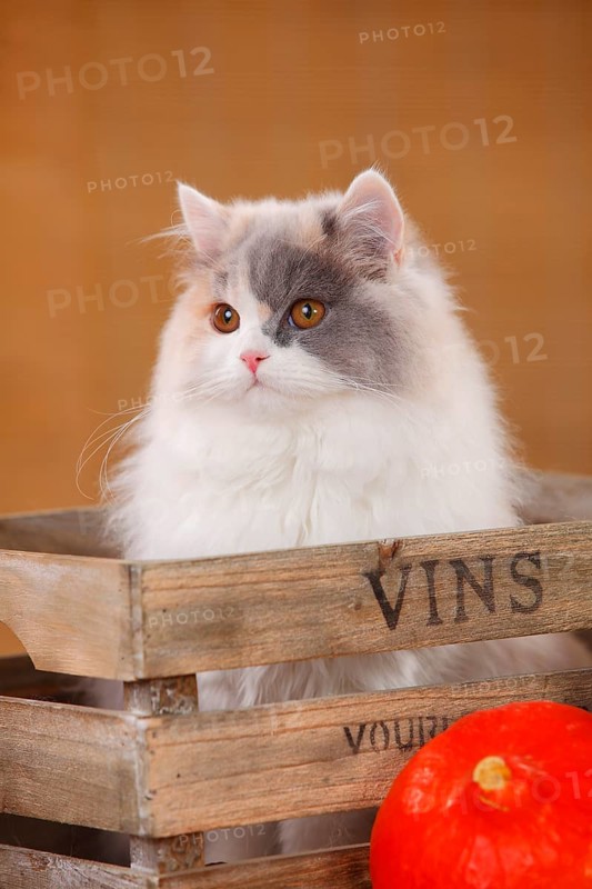 British Longhair