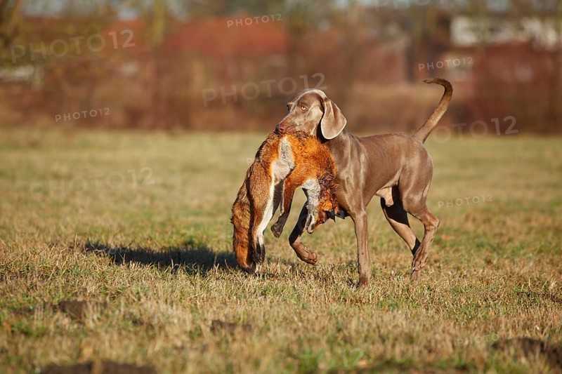 Weimaraner