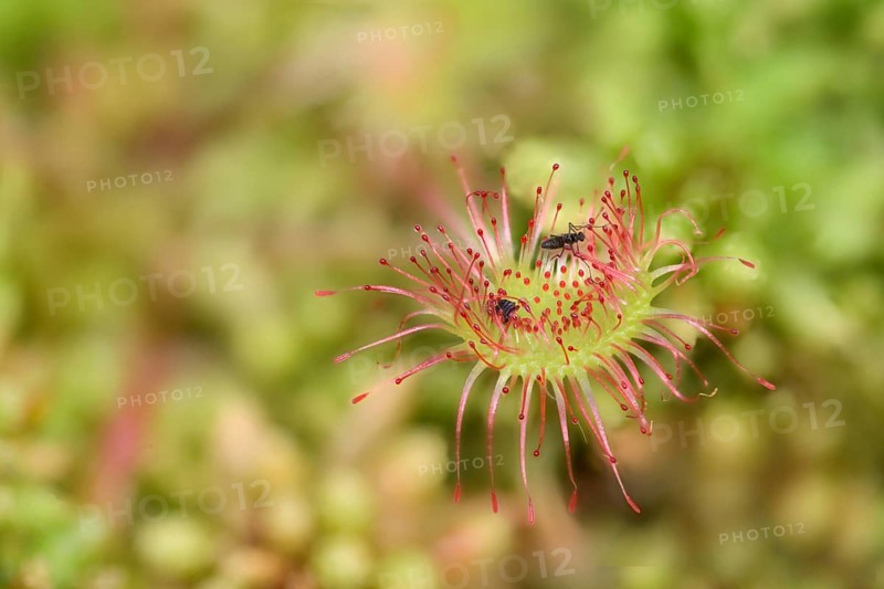 Common sundew