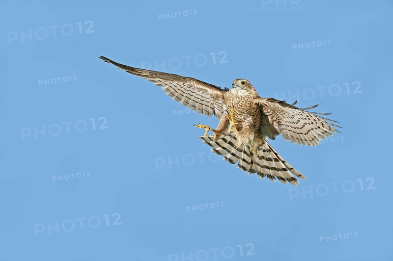 European Sparrowhawk