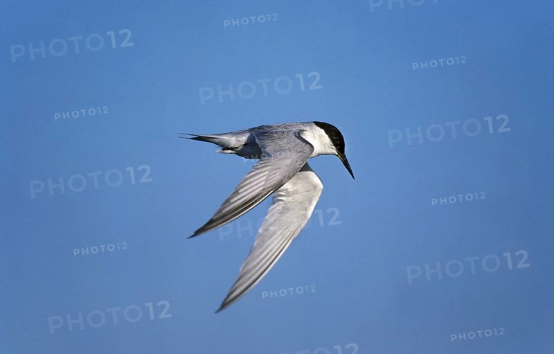 Damara tern