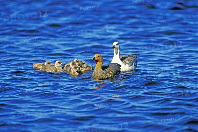 Kelp goose
