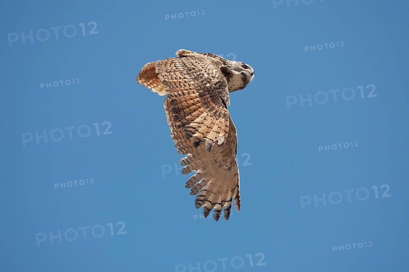 Cape Eagle Owl