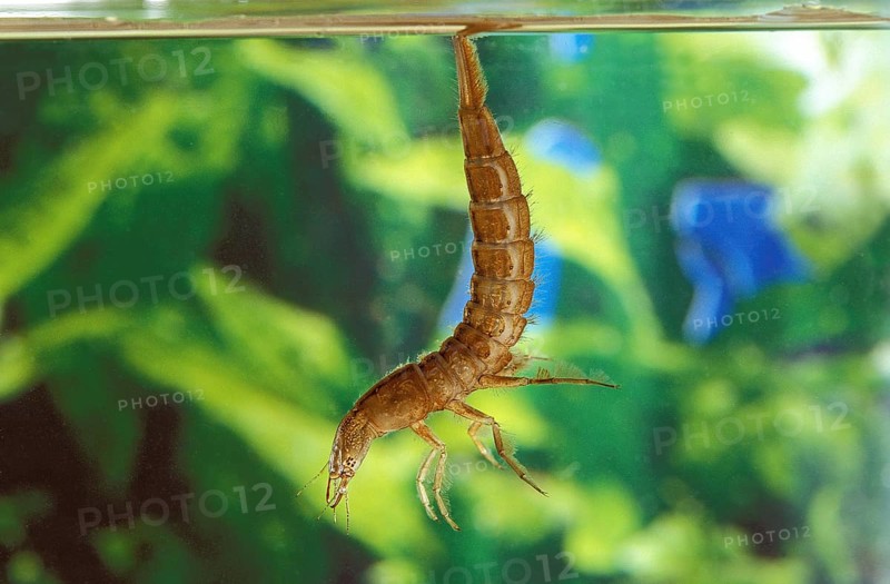 GREAT DIVING BEETLE