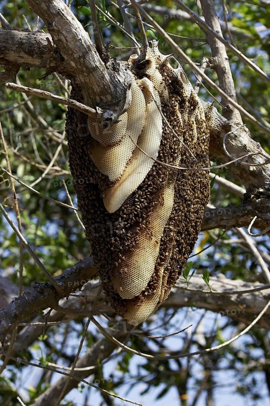 Swarm of wild bees hanging from a branch