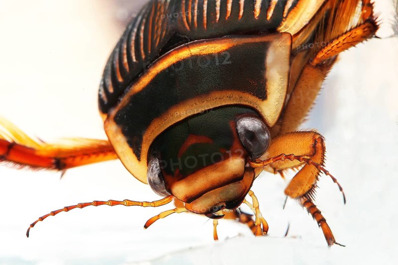 Great Diving Beetle
