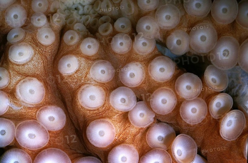 OCTOPUS