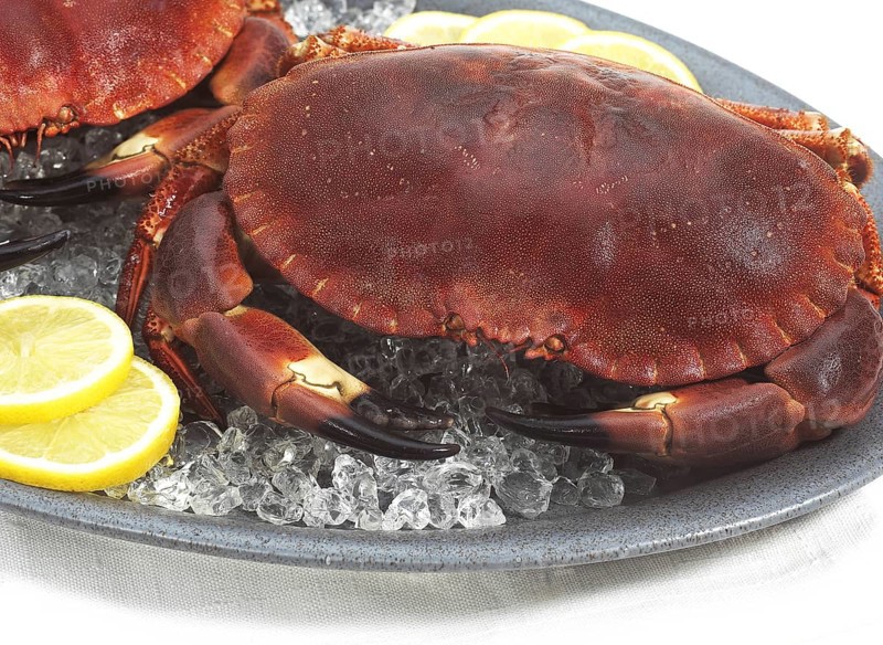 Edible Crab
