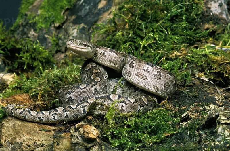 Argentine rainbow boa