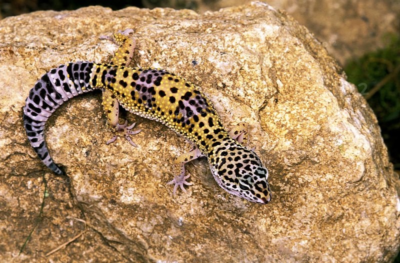 Leopard Gecko