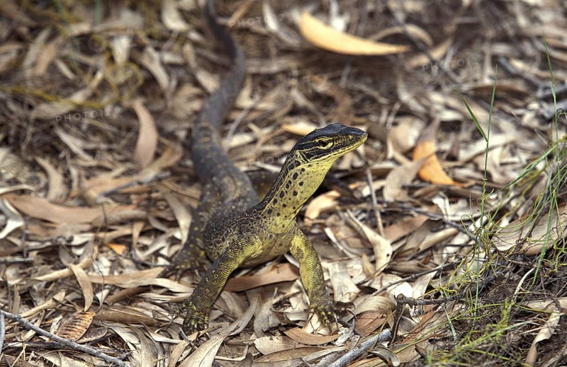Yellow-Spotted Monitor