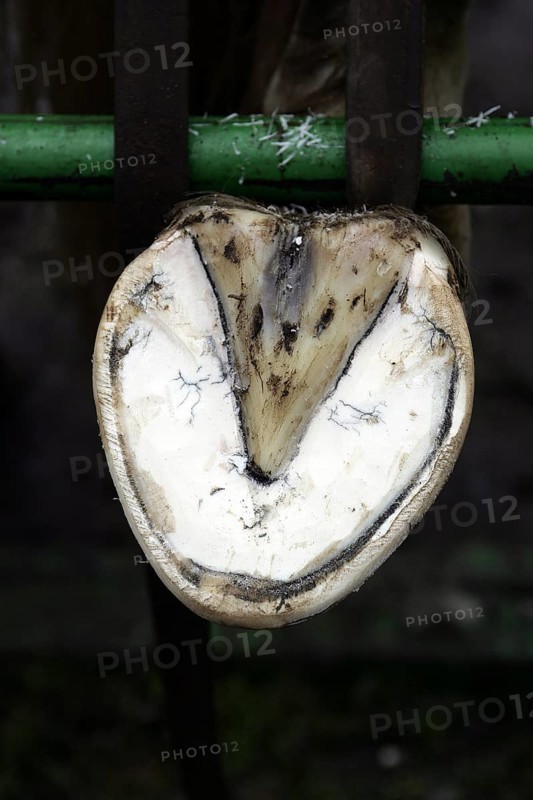 FARRIER