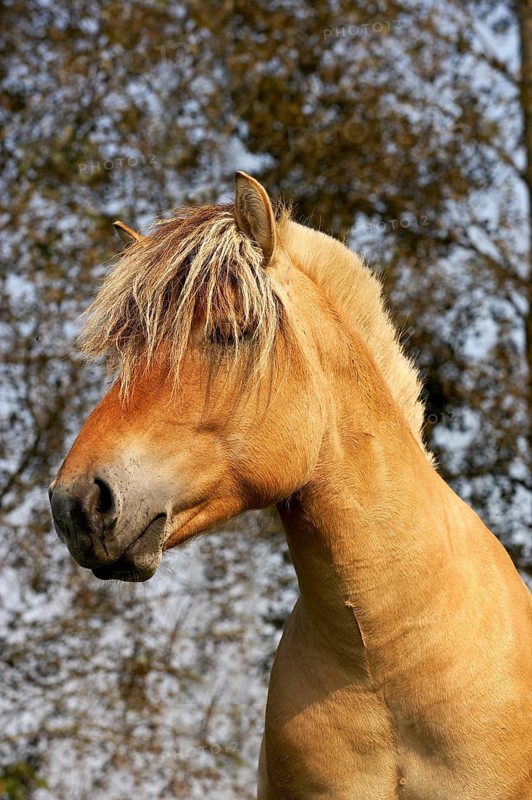 NORWEGIAN FJORD HORSE