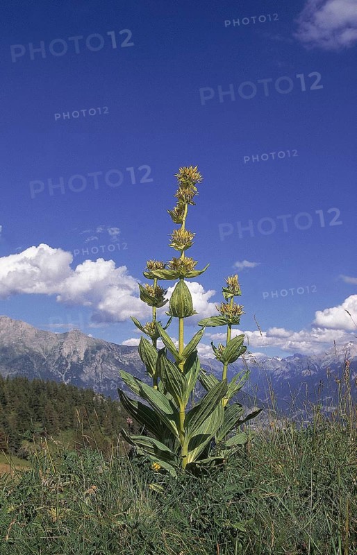 Yellow Gentian