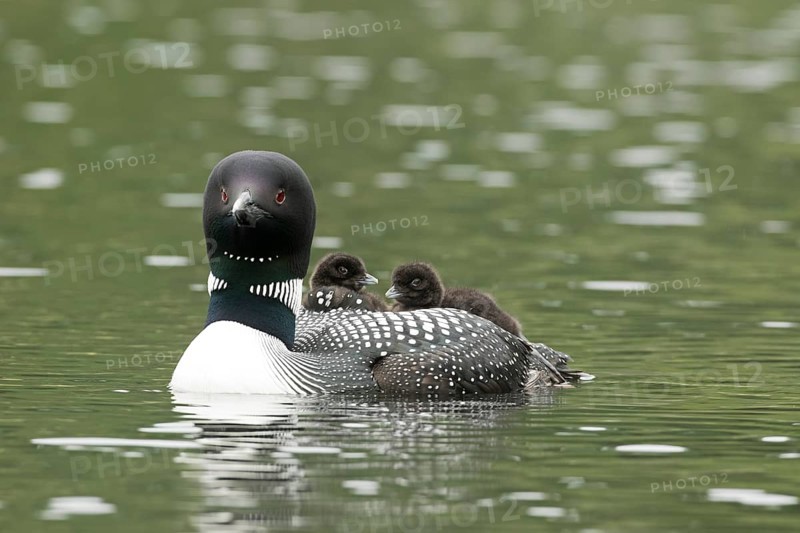 Common loon