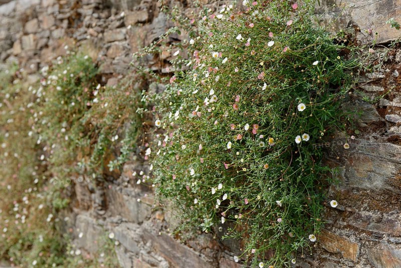 Mexican fleabane
