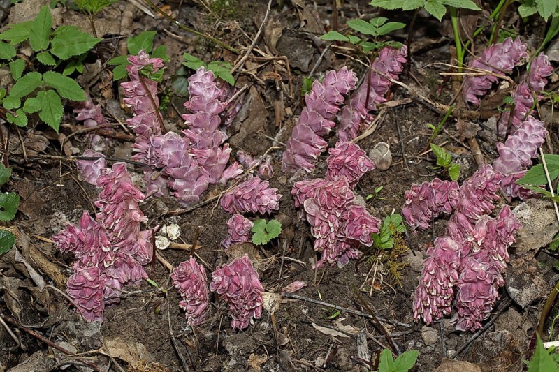 Common Scale Root