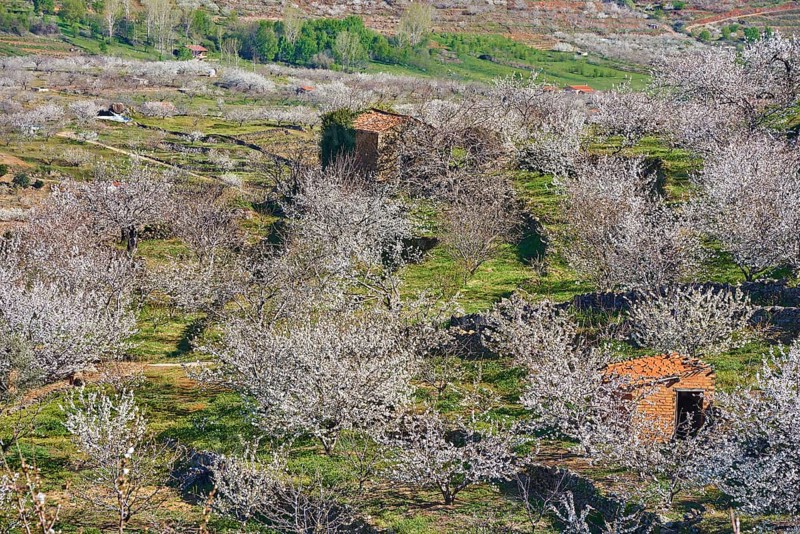 Cherry trees