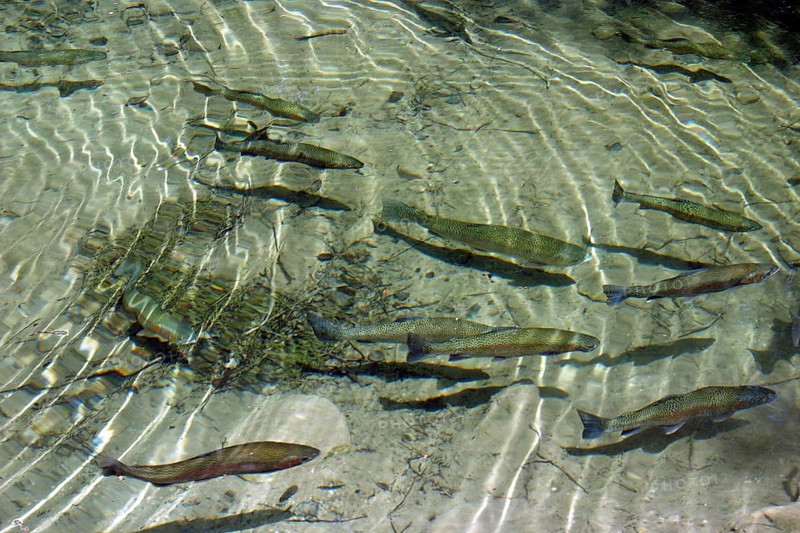 Rainbow trout