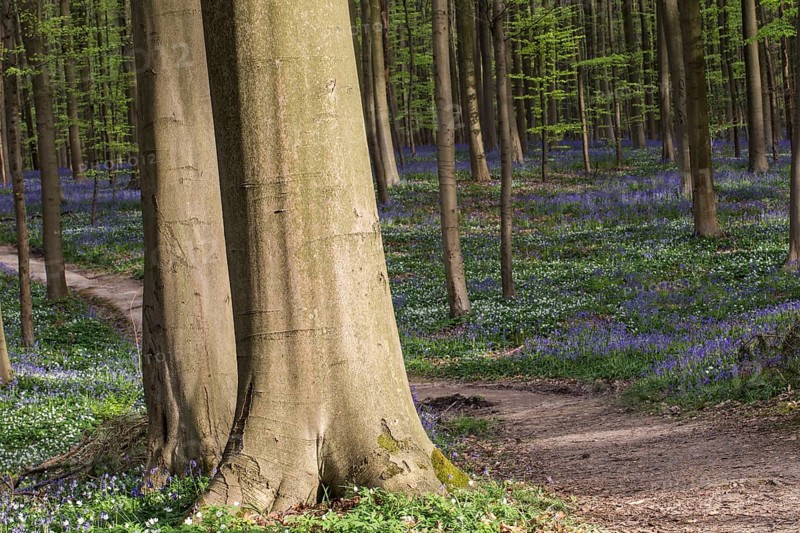 Bluebells