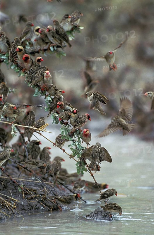 Red-Billed Quelea