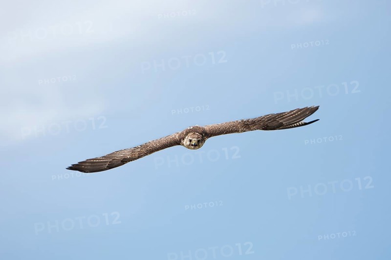 Saker falcon