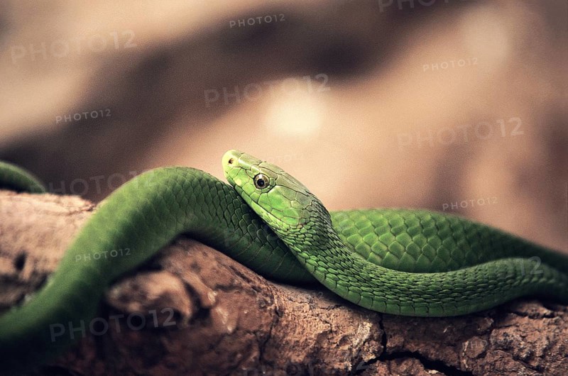 GREEN MAMBA