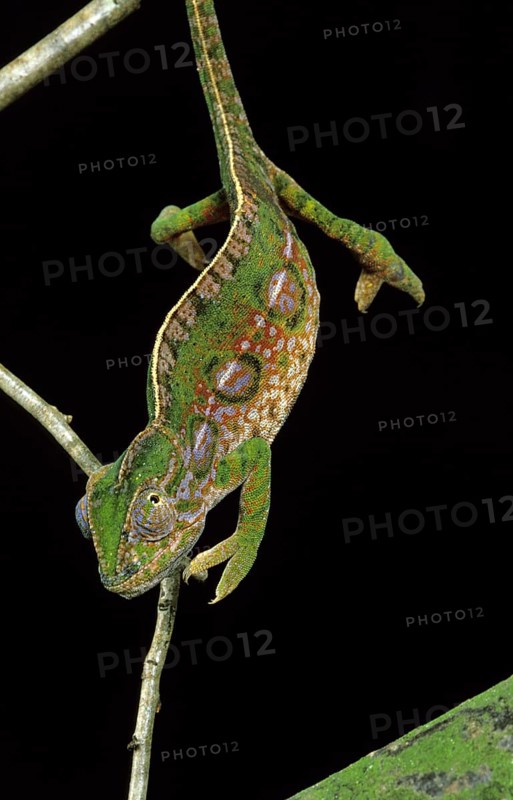 Jeweled chameleon