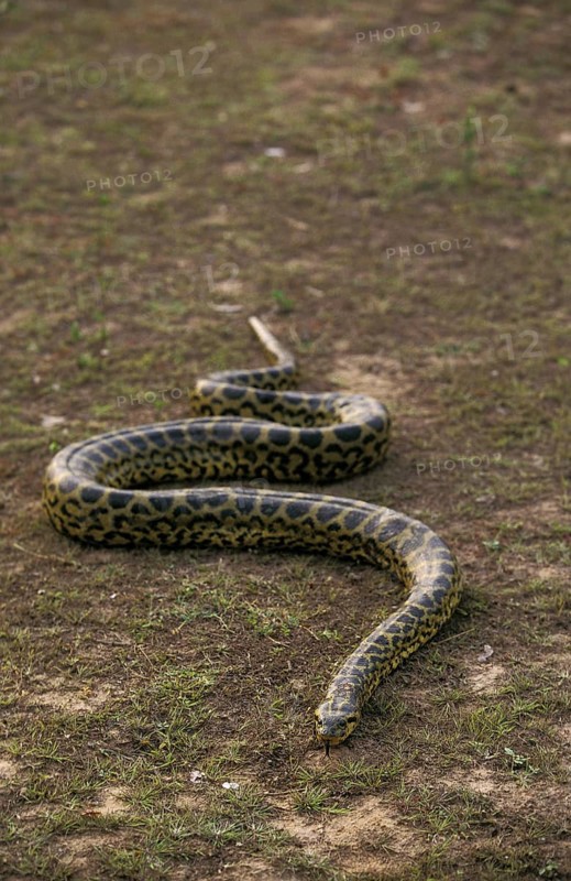 Green common anaconda