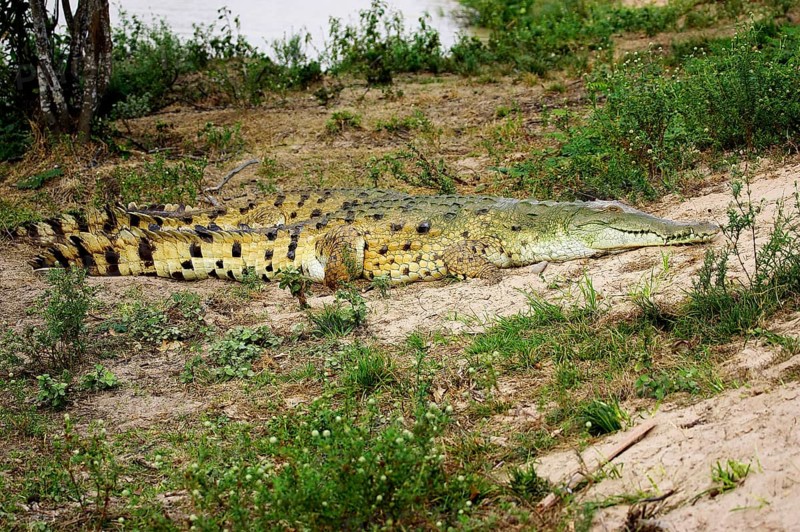 Orinoco Crocodile