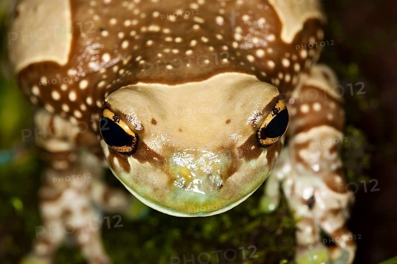 AMAZON MILK FROG