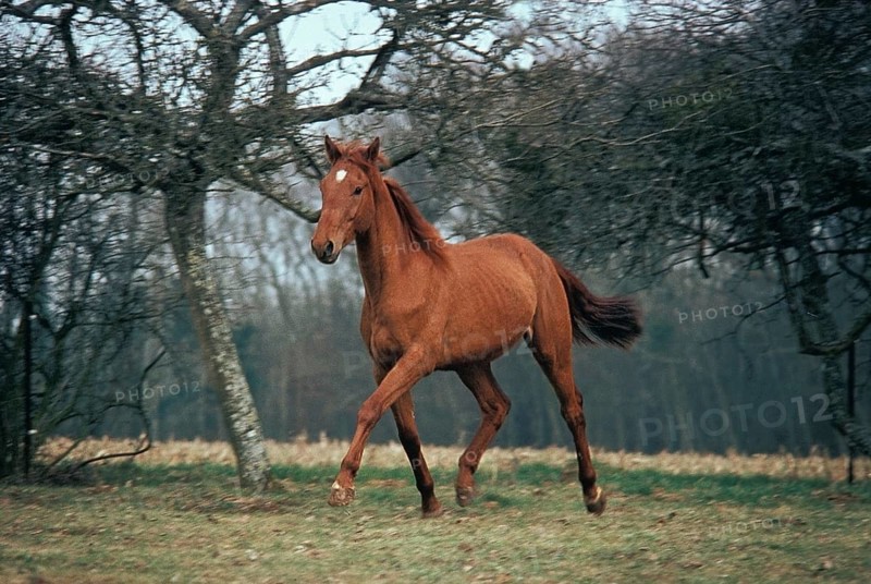 SELLE FRANCAIS HORSE