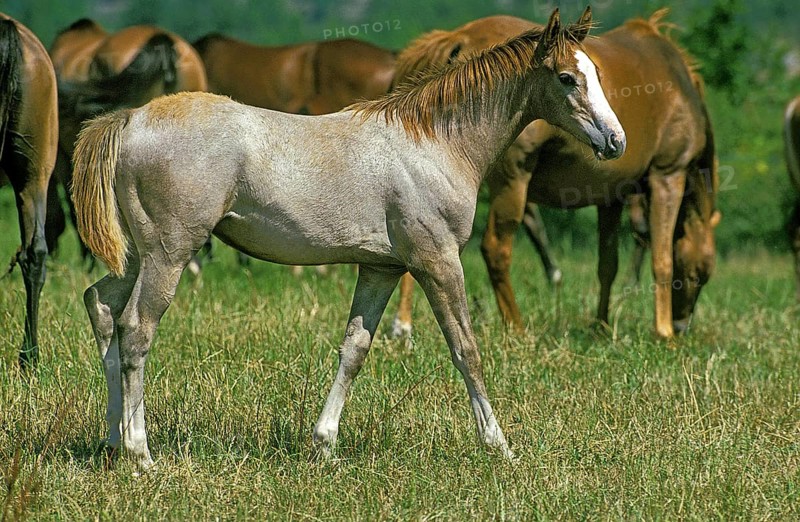 Anglo-Arabian horse