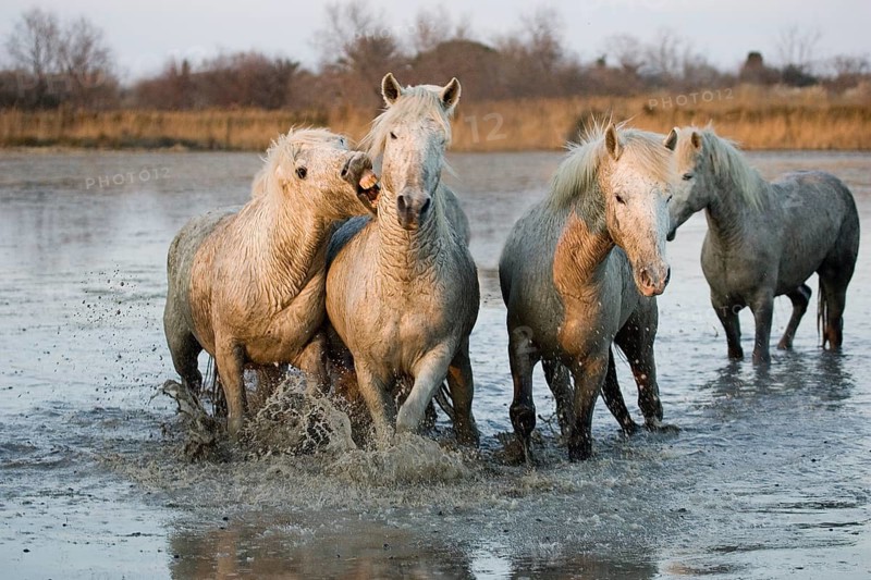 Camargue horses
