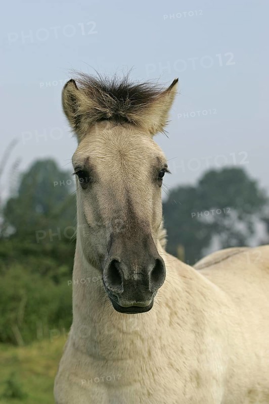 Norwegian Fjord Horse