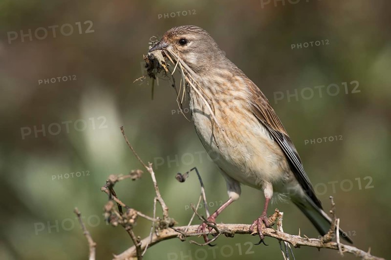 Linnet