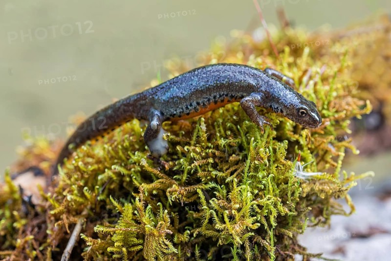 Alpine newt
