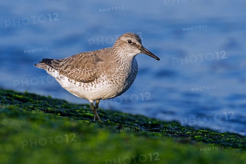 Red Knot