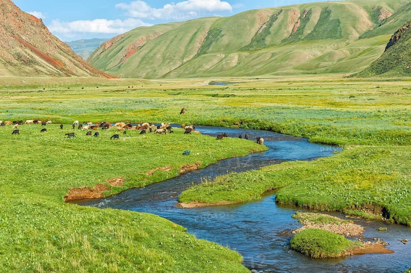 Flock of sheep grazing by the mountain river