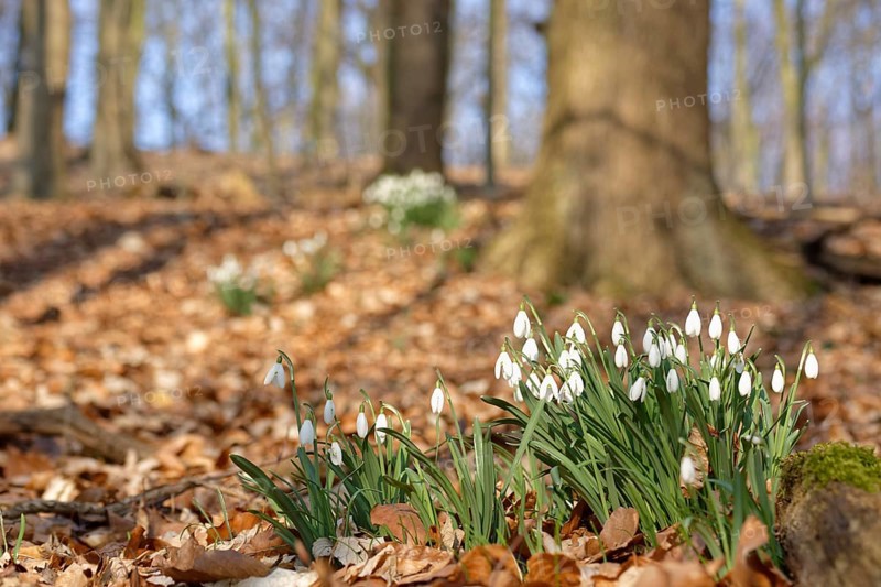 Common snowdrop