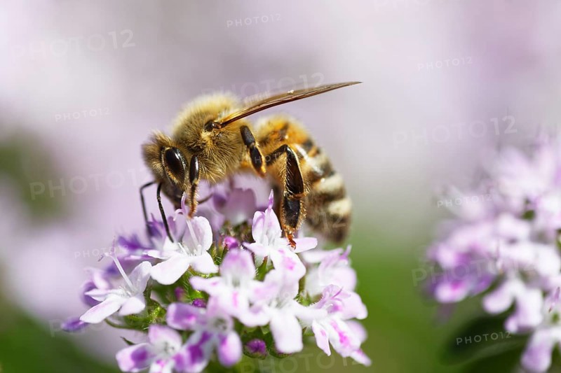 Honey bee
