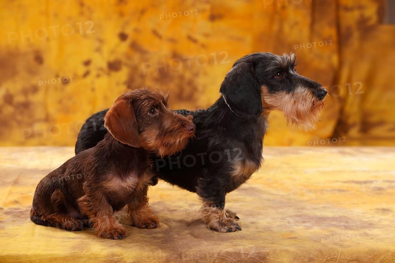 Dwarf greyhound dachshund