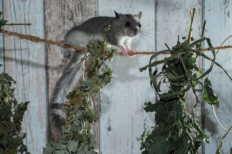 Fat Dormouse