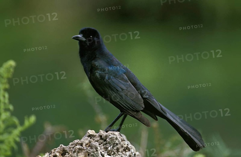 Boat Tailed Grakle