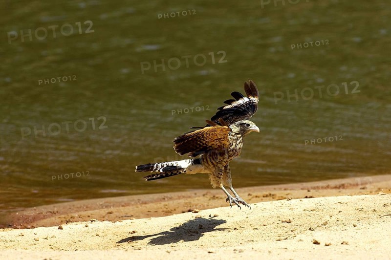 Yellow headed caracara