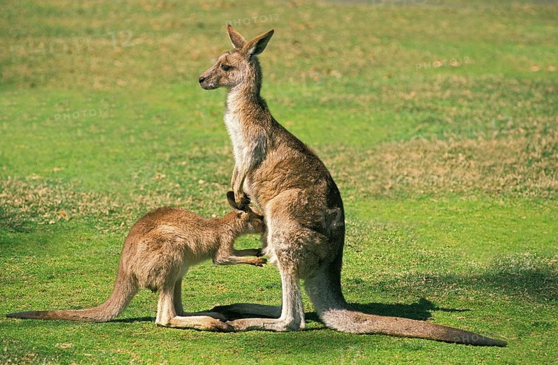 Eastern Grey Kangaroo