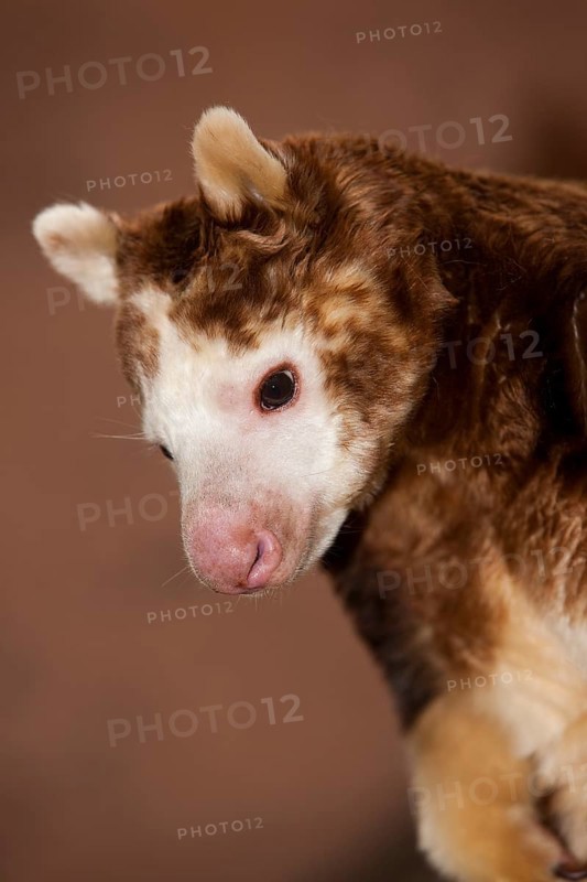 Matschie's tree kangaroo