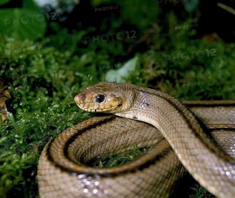Ladder snake