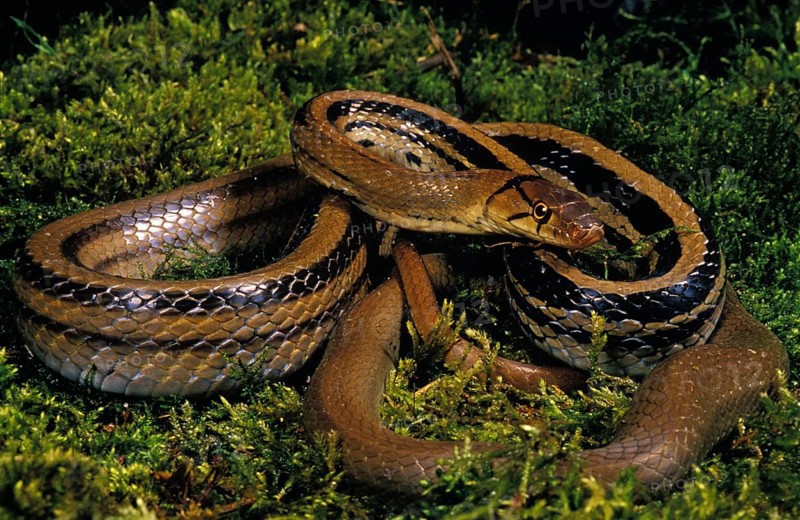Copperhead rat snake