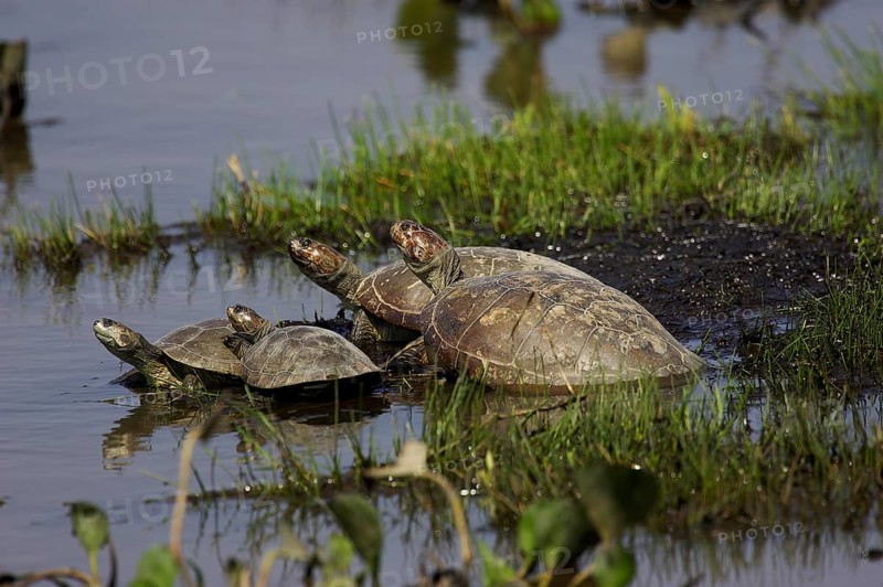 Side-necked turtle